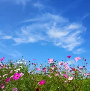 你是草原最美丽的花-钢琴谱