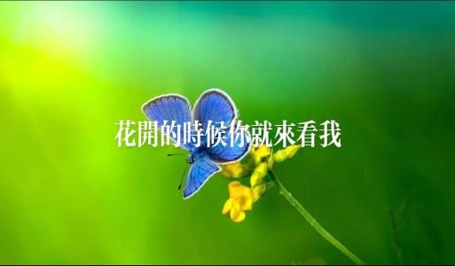 花开的时候你就来看我-钢琴谱