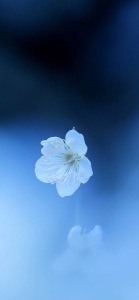 步步高(二胡)-钢琴谱