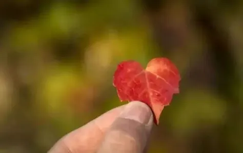 一夜初情-钢琴谱