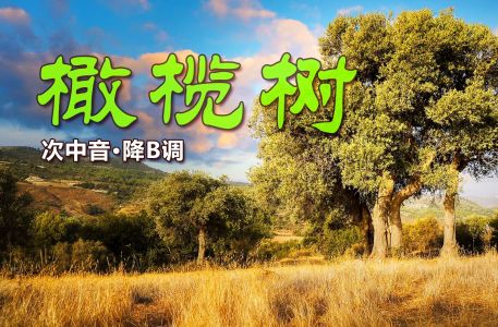 橄榄树(萨克斯版)-钢琴谱