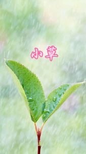 小草-钢琴谱