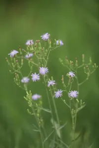 苦菜花-钢琴谱