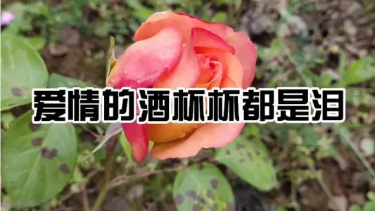 爱情的酒杯杯都是泪-钢琴谱