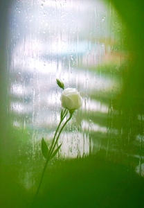 雨中的想念-钢琴谱