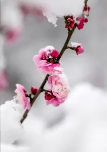 雪花飞过那支梅-钢琴谱