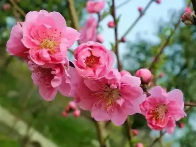 在那桃花盛开的地方-钢琴谱