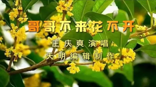 哥哥不来花不开-钢琴谱