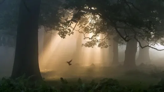 大森林的早晨-钢琴谱