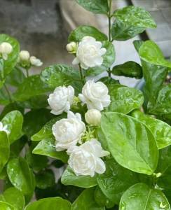难忘茉莉花-钢琴谱