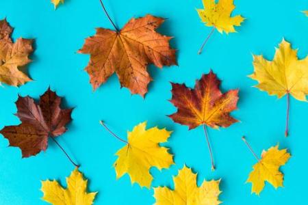 秋叶(Autumn Leaves)-钢琴谱