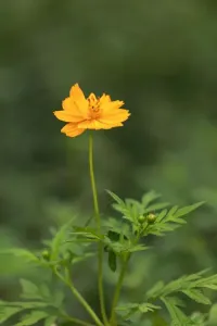 野花-钢琴谱
