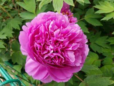 牡丹之歌-钢琴谱