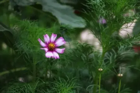 爱如梦-钢琴谱