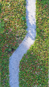波斯菊盛开的路(萨克斯)-钢琴谱