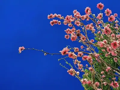 桃花朵朵开-钢琴谱