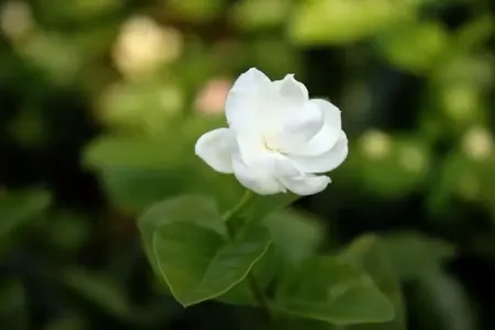 好一朵美丽的茉莉花-钢琴谱