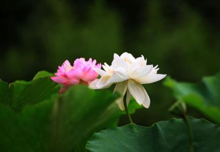 荷花情-钢琴谱