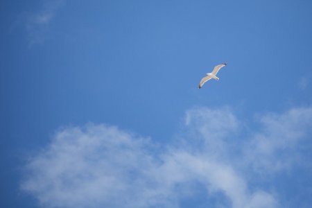 天空与飞鸟-钢琴谱