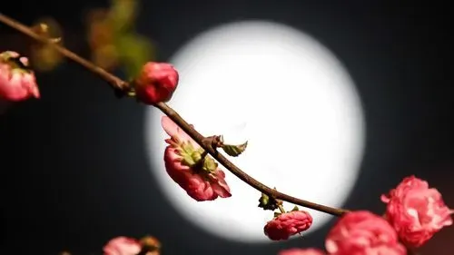 月亮花儿开-钢琴谱