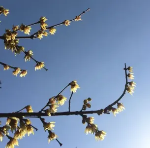 春风别勾我思念-钢琴谱