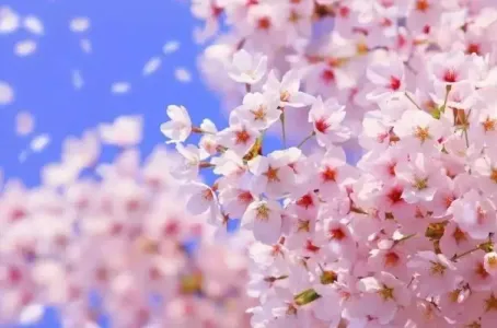 樱花草-钢琴谱