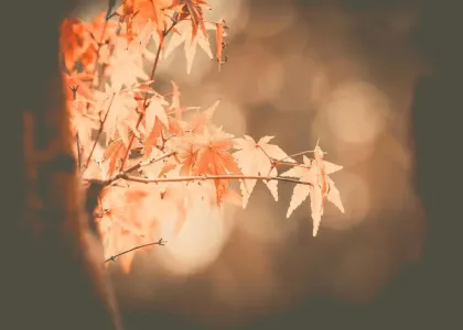枫叶飘飘-钢琴谱