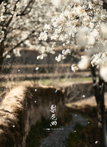梨花雨(葫芦丝)-钢琴谱
