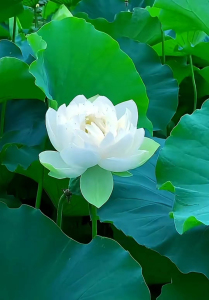 步步生莲-钢琴谱