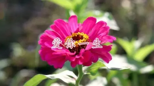 爱你一生-钢琴谱