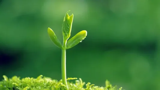 小草(古筝版)-钢琴谱