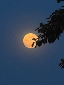 我望月亮月亮在望你-钢琴谱