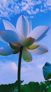来生愿做一朵莲-钢琴谱