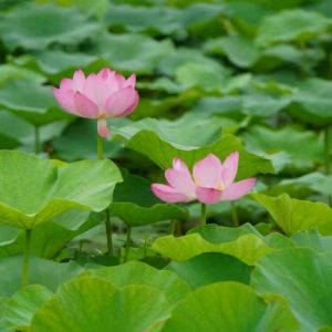 李双双小唱-钢琴谱