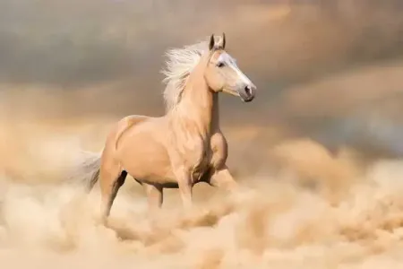 马儿啊你慢些走-钢琴谱