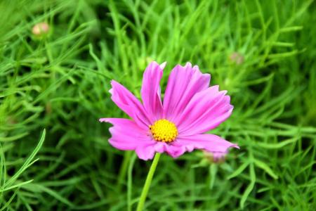 格桑花-钢琴谱