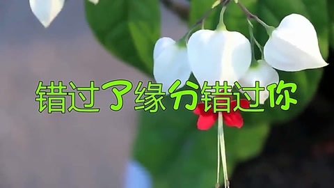 错过了缘分错过了你-钢琴谱