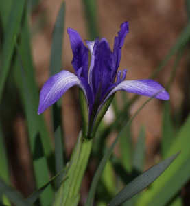 马兰花开(口琴)-钢琴谱