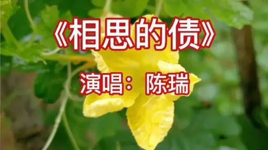 相思的债-钢琴谱