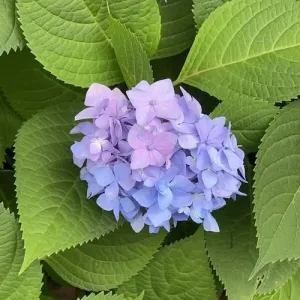花-钢琴谱