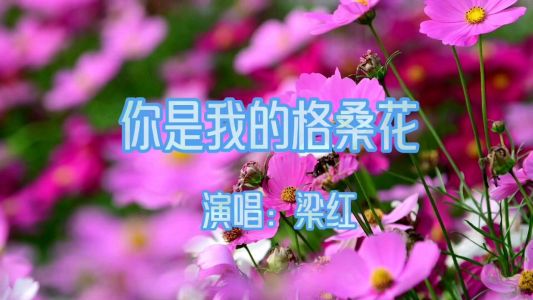 我是你的格桑花-钢琴谱