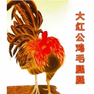 大红公鸡毛腿腿-钢琴谱