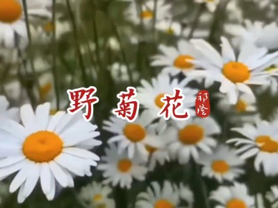 野菊花-钢琴谱