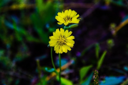 苦菜花(唢呐独奏版)-钢琴谱