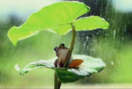 在雨中-钢琴谱