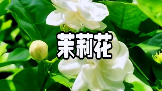 茉莉花-钢琴谱