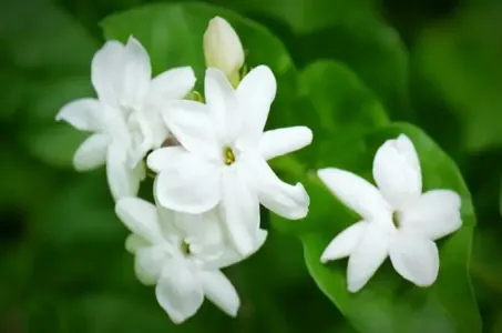 茉莉花(古筝版)-钢琴谱
