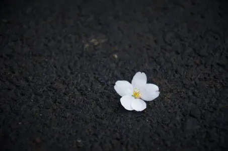 春泥-钢琴谱