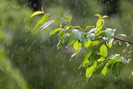 多情的小雨无情的风-钢琴谱