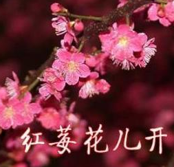 我等到花儿也谢了吉他谱黄丽玲